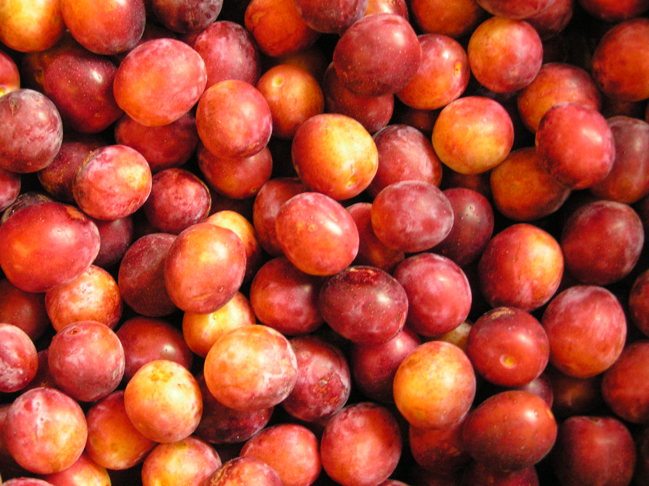 damassine fruits 006 copie