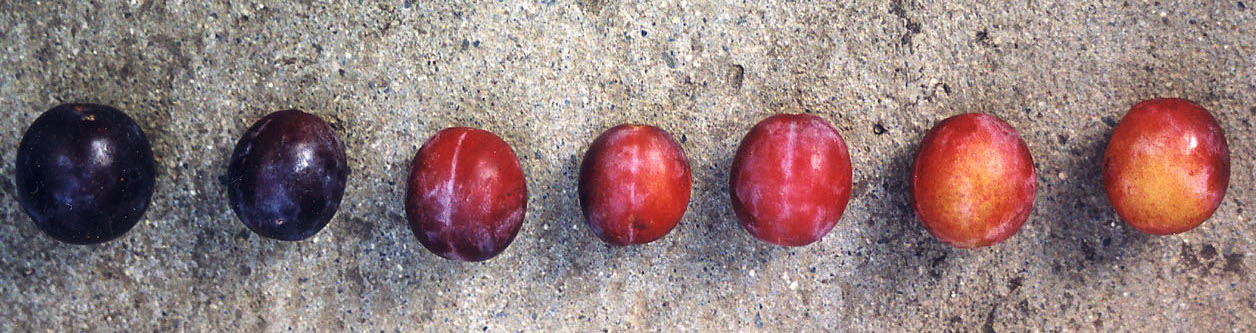 damassine thentz 2 recadr